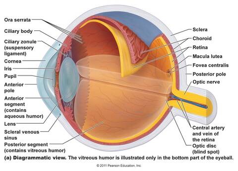 The human eye is an exquisitely complicated organ.